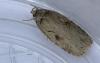 Agonopterix ocellana